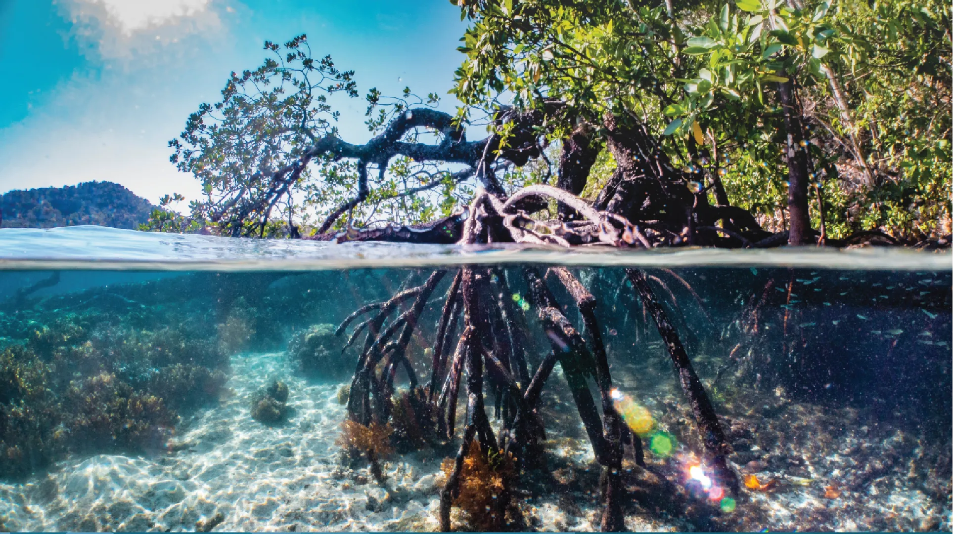 Mangrove roots with underwater and above-water views, showcasing the intersection of land and sea.
