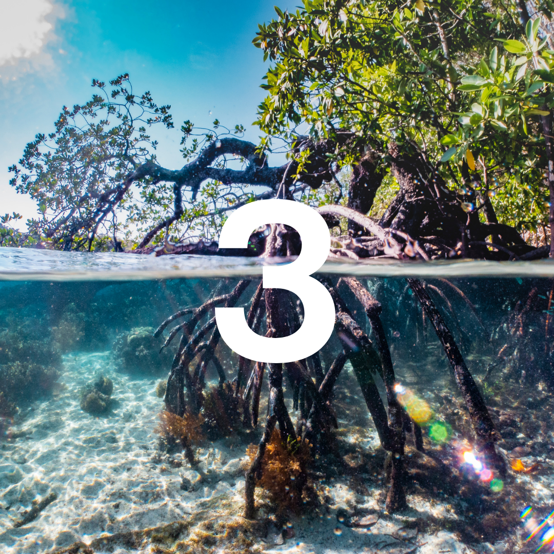 Mangrove trees with underwater view and number '3' overlay