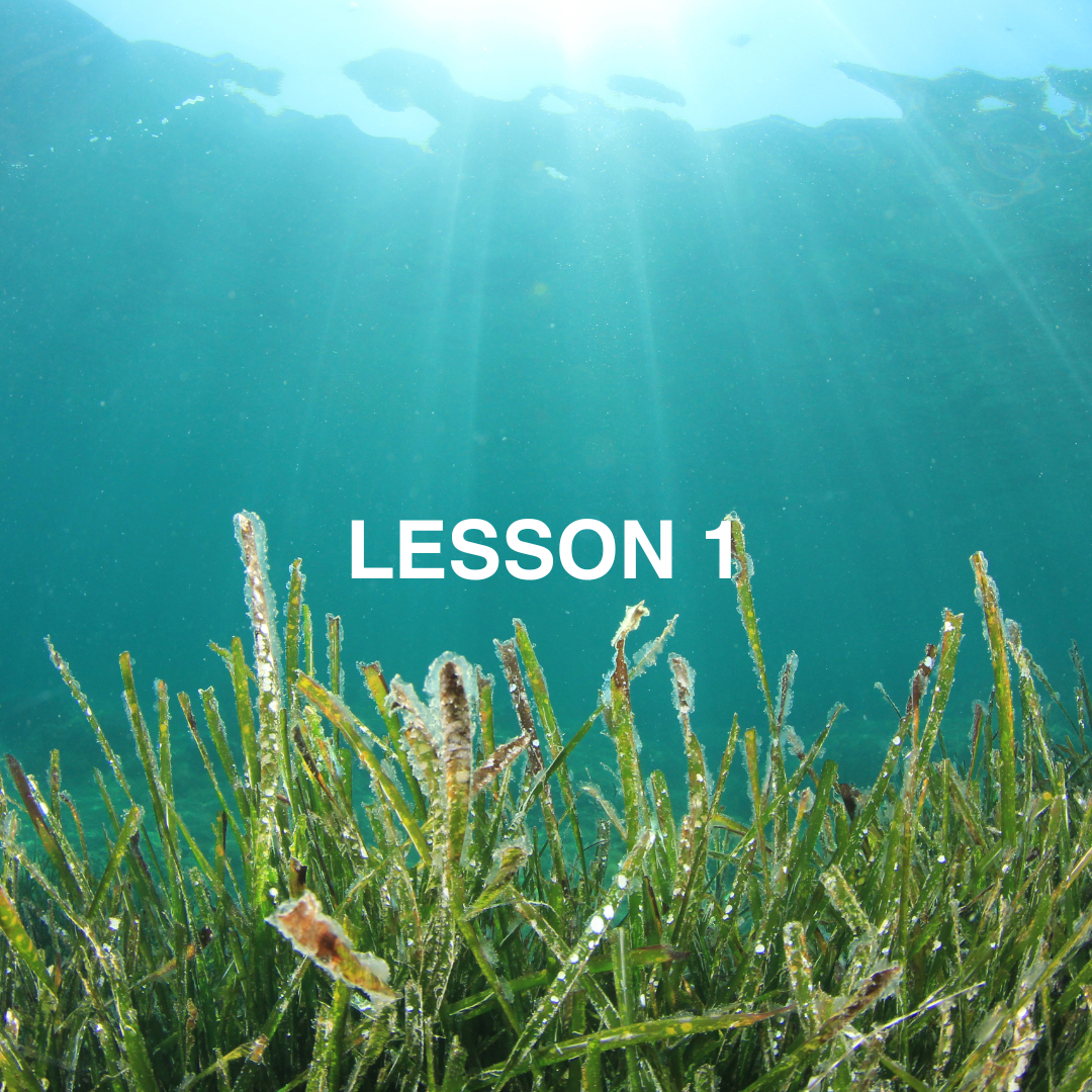 Seagrass underwater.