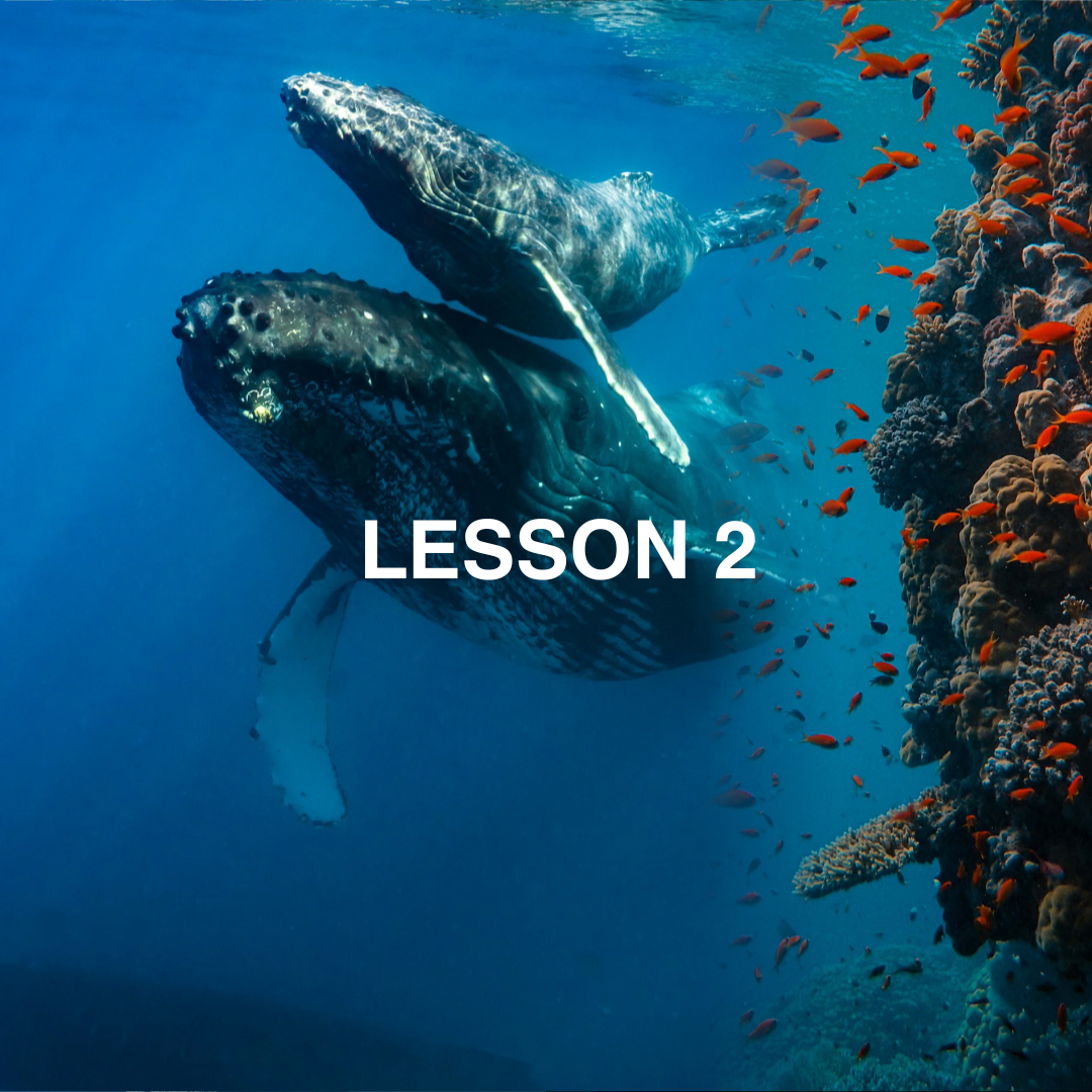 Whales and coral reef.