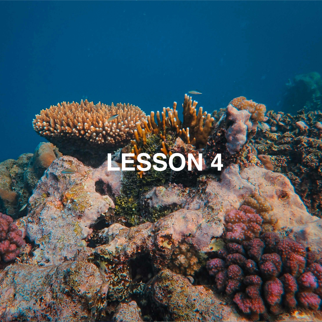 Coral reef up close.