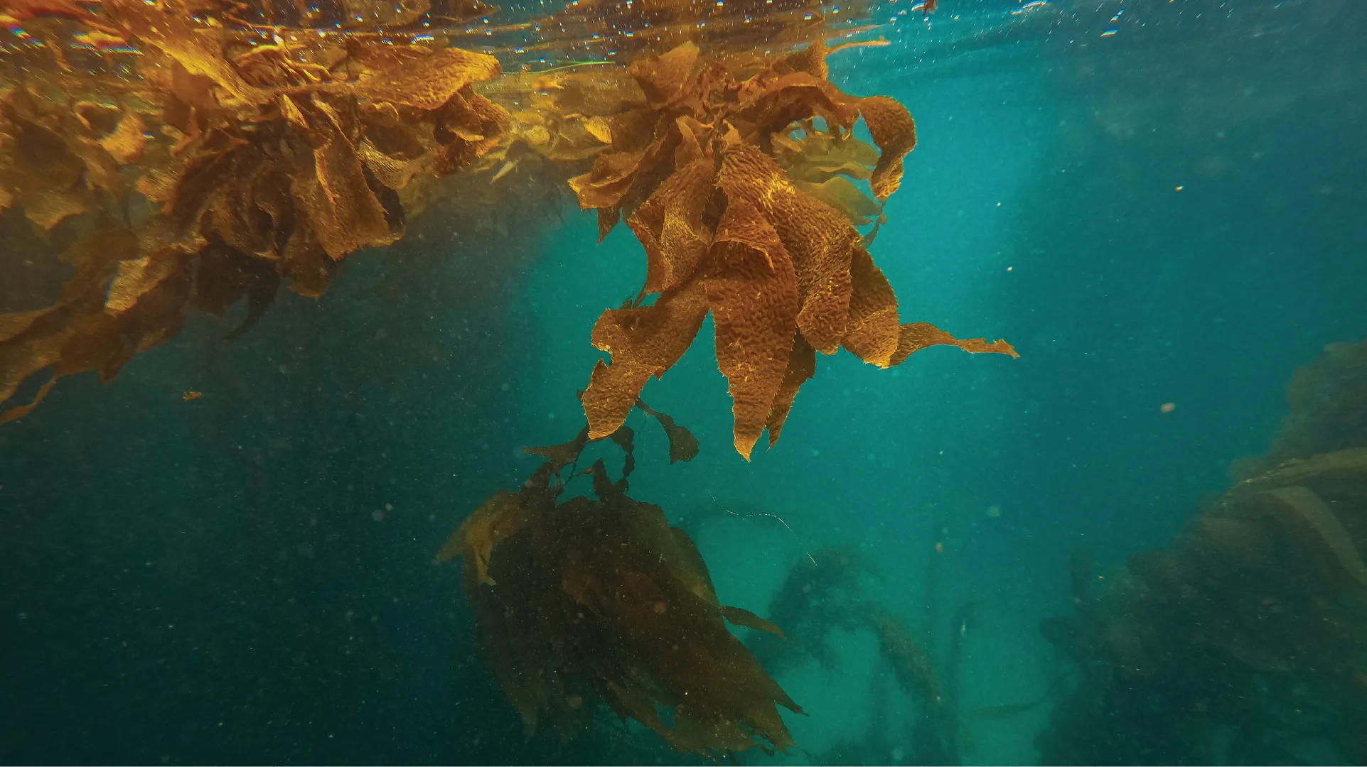 Underwater scene with brown kelp in a body of water