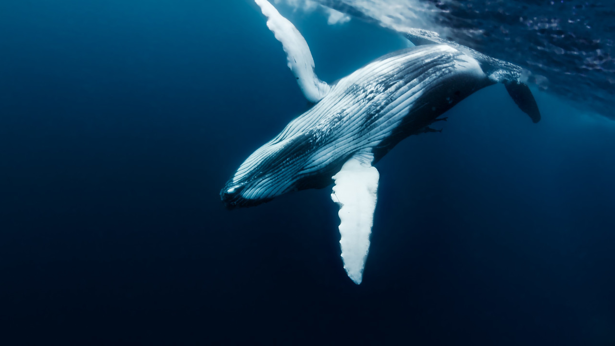 A humpback whale swims underwater in deep blue ocean water, with its pectoral fin and tail visible above the surface.