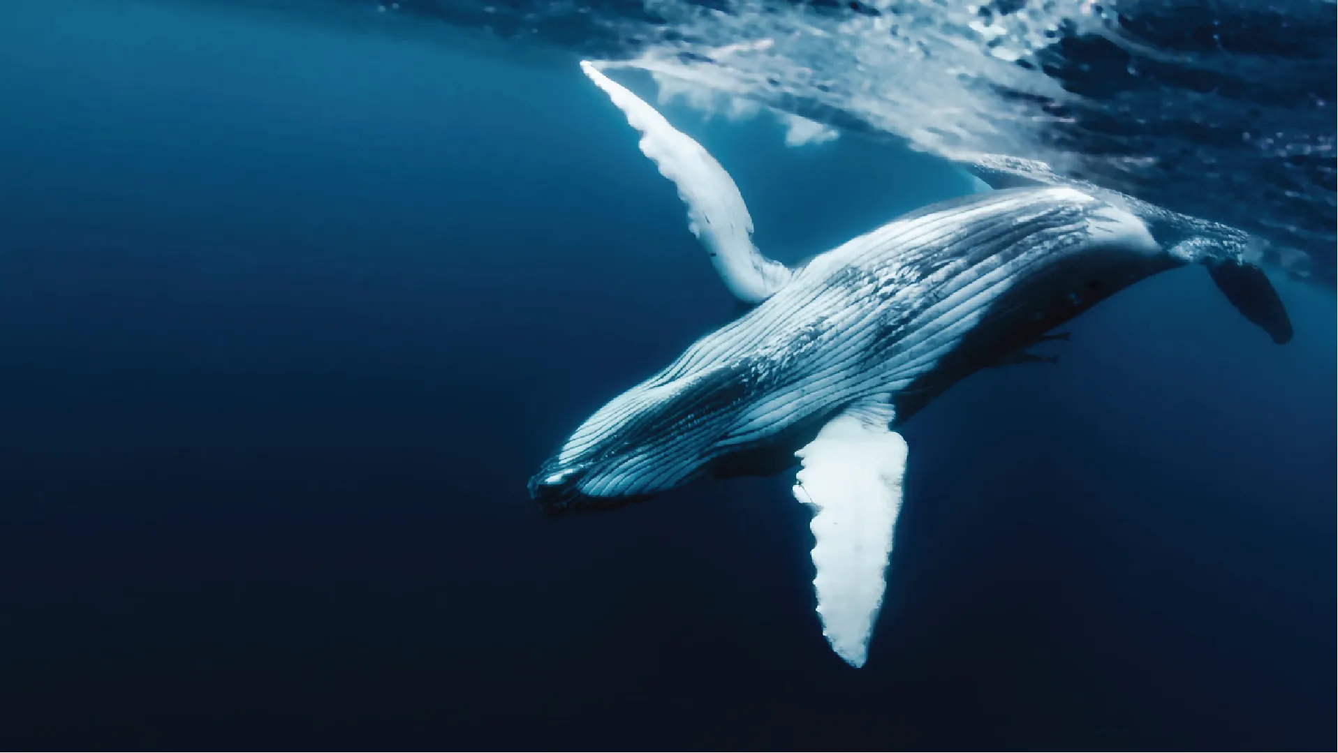 Whale swimming underwater with a visible trail of water behind it