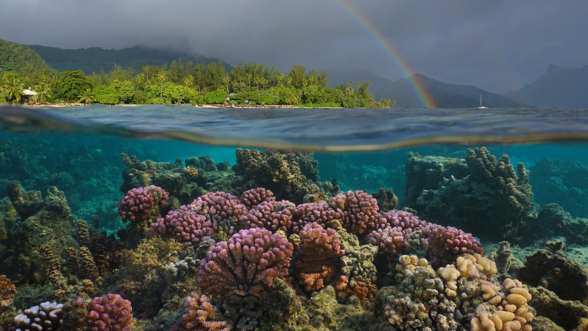 Split-level underwater and above-water view of a tropical coral reef with pink and beige corals in clear blue water, a sandy shore with green trees, distant mountains, and a rainbow in the stormy sky.