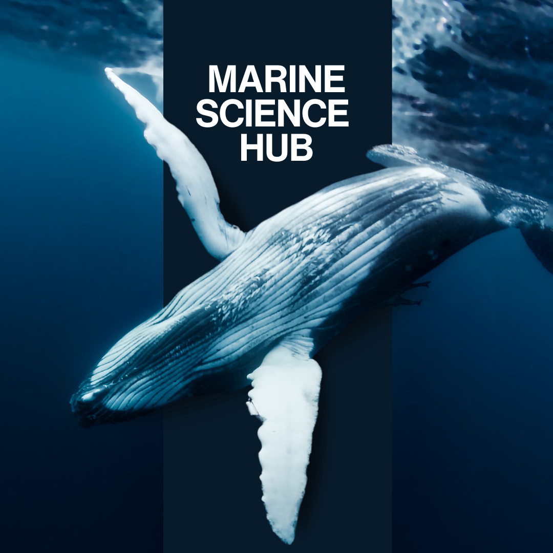 Whale swimming underwater with overlay text saying MARINE SCIENCE HUB.