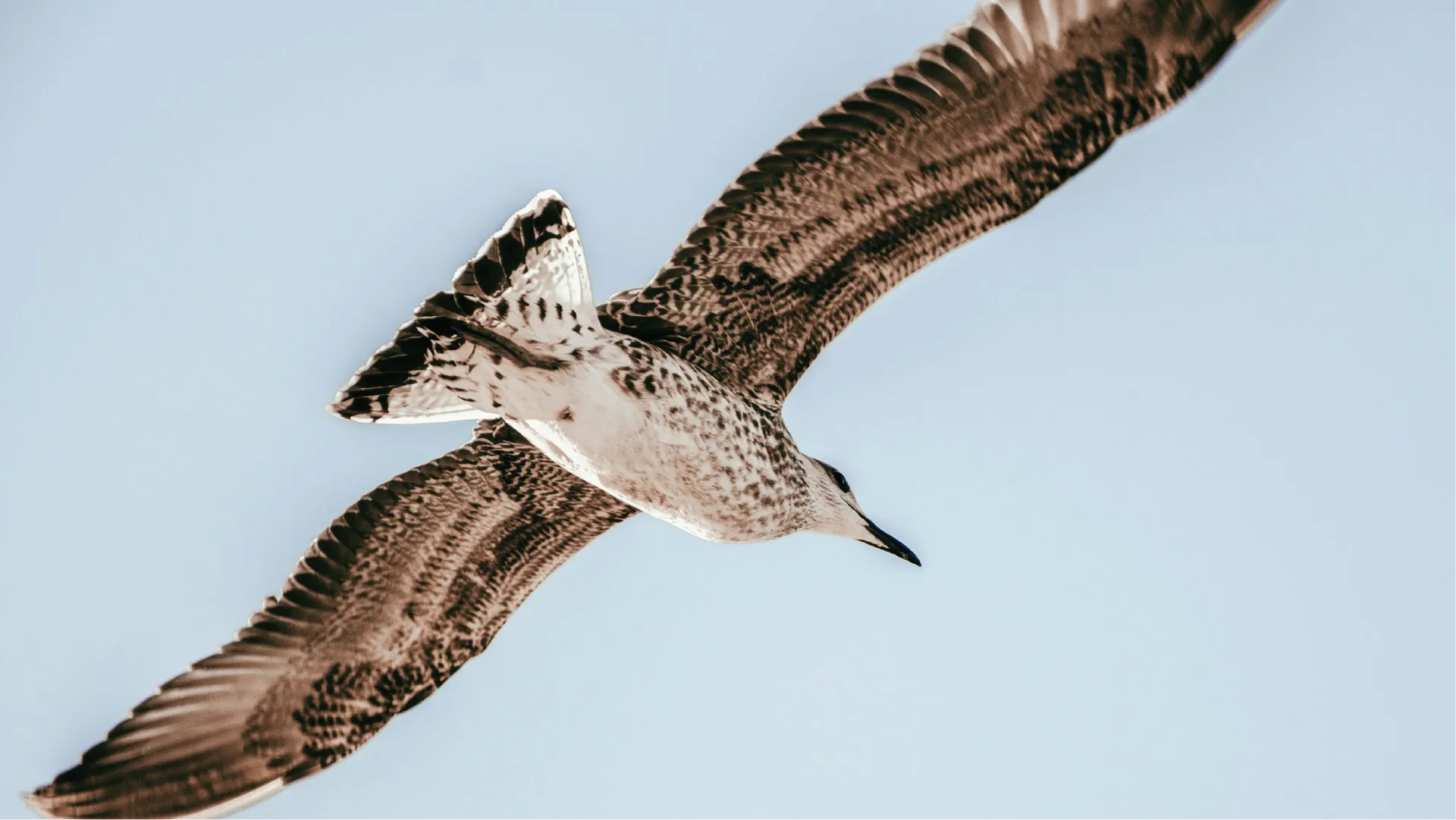 Seagull flying against a clear blue sky