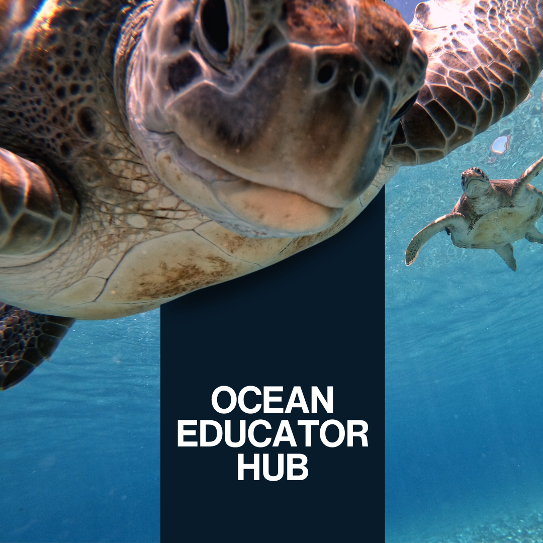 Sea turtle swimming towards the viewer in the ocean with overlay text saying OCEAN EDUCATOR HUB.