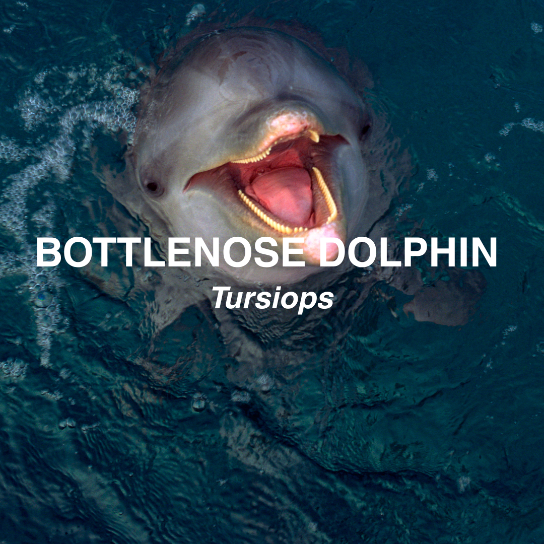 Bottlenose dolphin underwater with text overlay