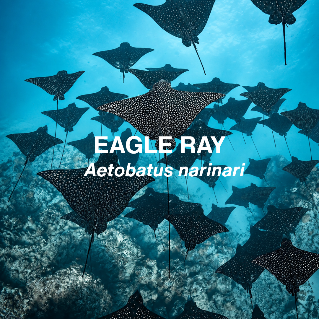 Underwater photograph of a school of eagle rays swimming over a coral reef, with white text overlay reading 'EAGLE RAY' and 'Aetobatus narinari'.
