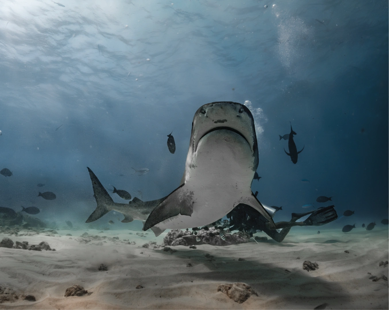 Tiger Shark swimming in clear blue water with other fish around