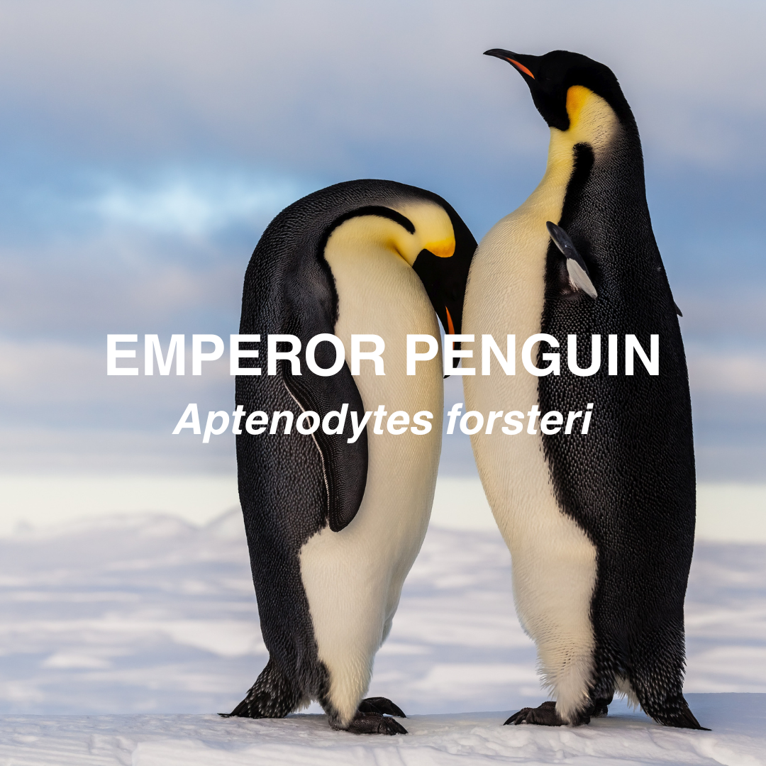 2 emperor penguins huddling up to one another.  
