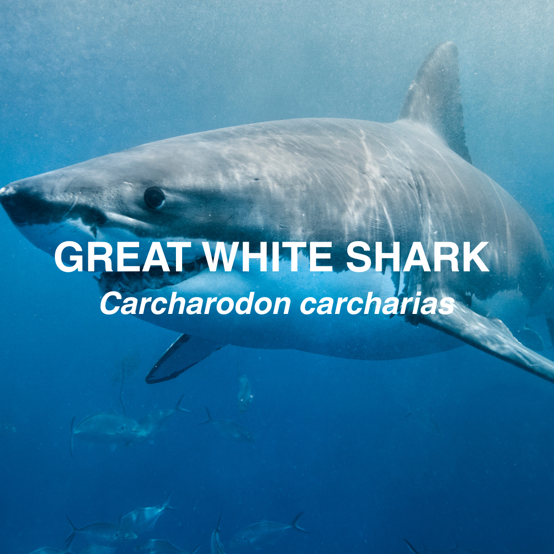 Great white shark swimming in clear blue water with text overlay.