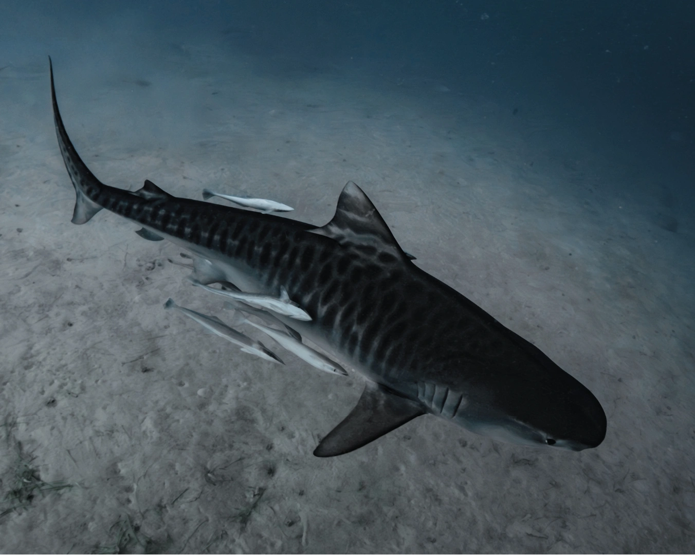 Tiger Shark swimming in clear blue water with a manta ray in the background