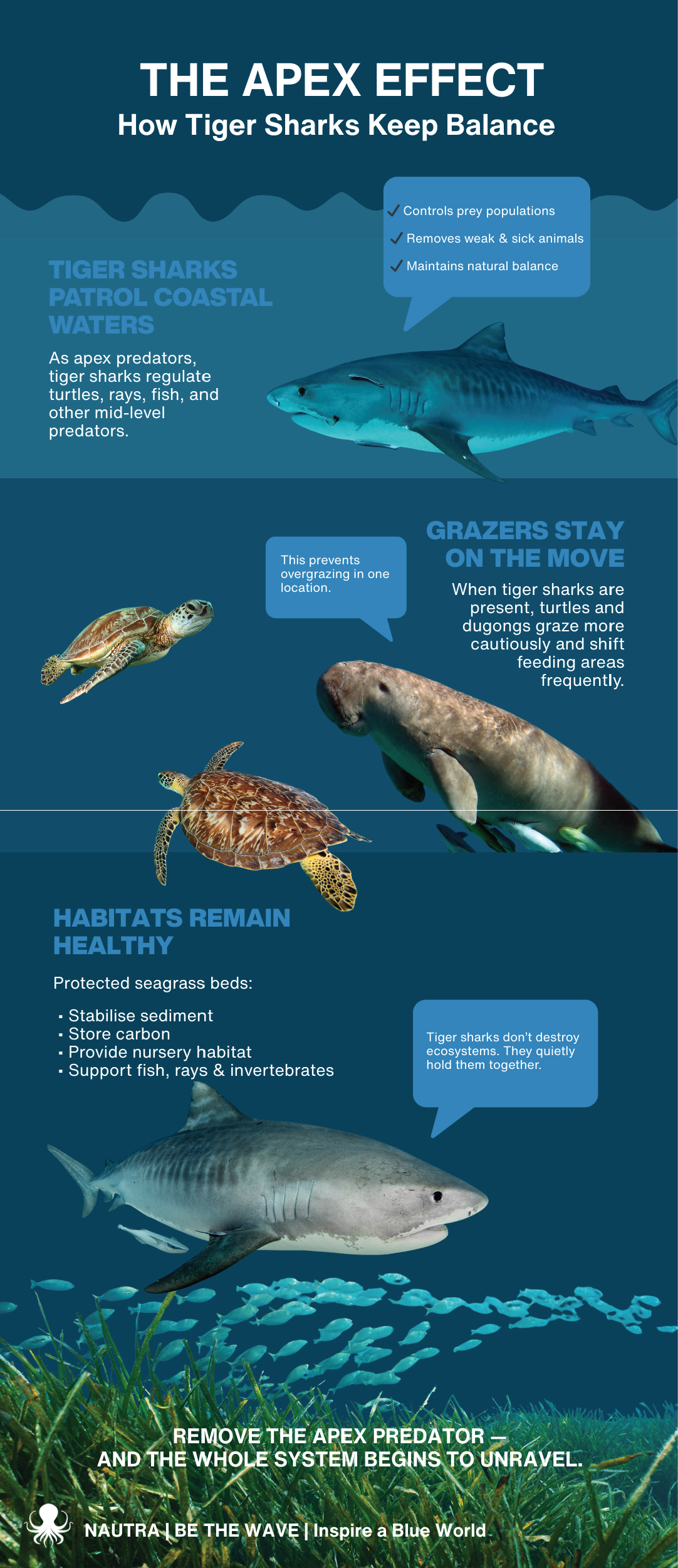 NAUTRA BE THE WAVE Ocean Education platform: Apex effect - How Tiger Sharks Keep Balance infographic.