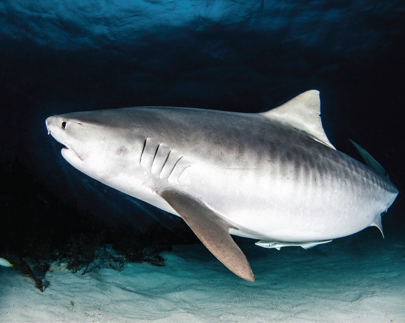 Tiger Shark swimming in dark water