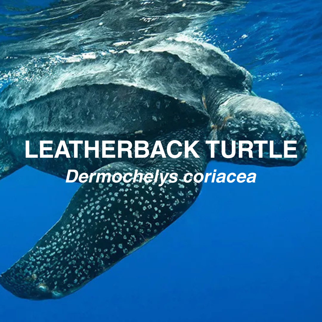 Close up of a leatherback turtle.