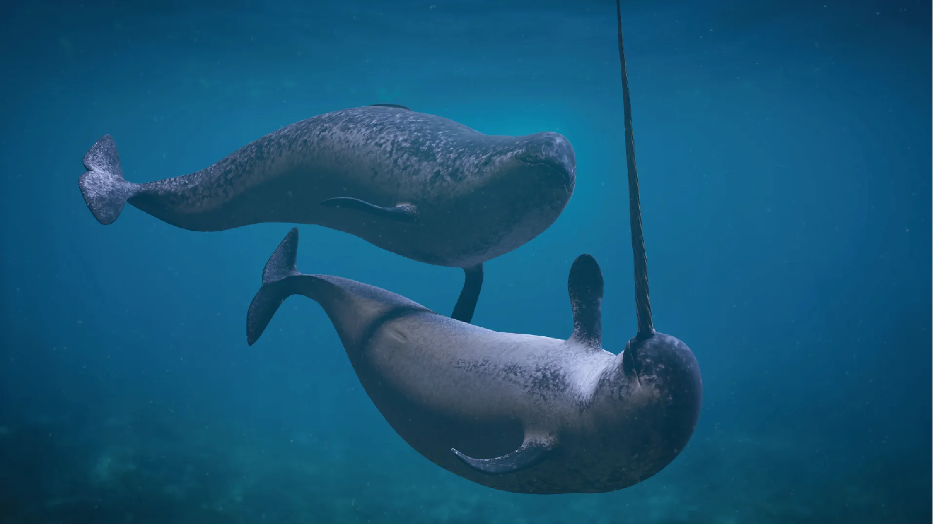 Two narwhales swimming underwater with a rope attached to one of them.