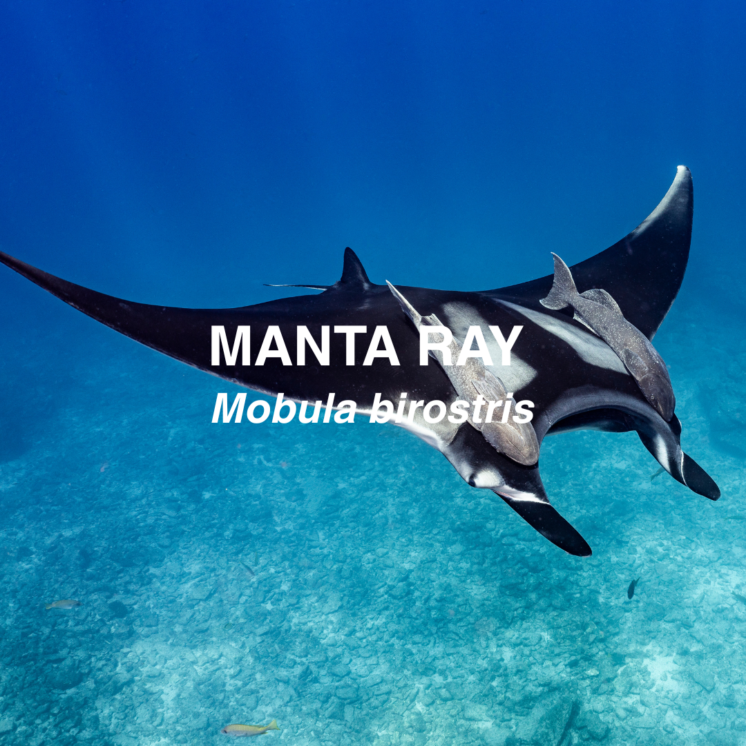Black and white manta ray gracefully swimming underwater.