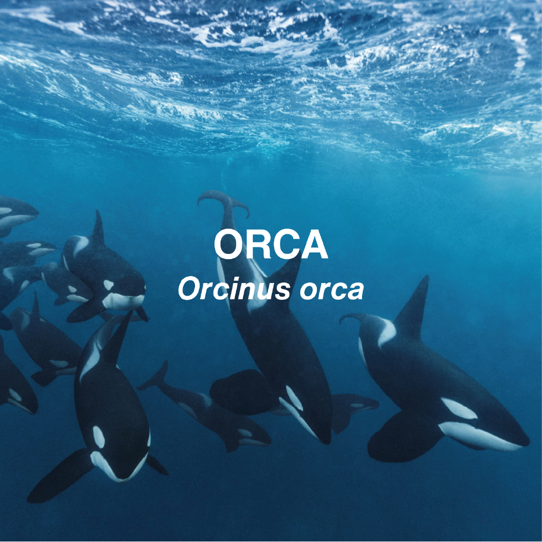 Big pod of orcas swimming underwater towards the viewer. 