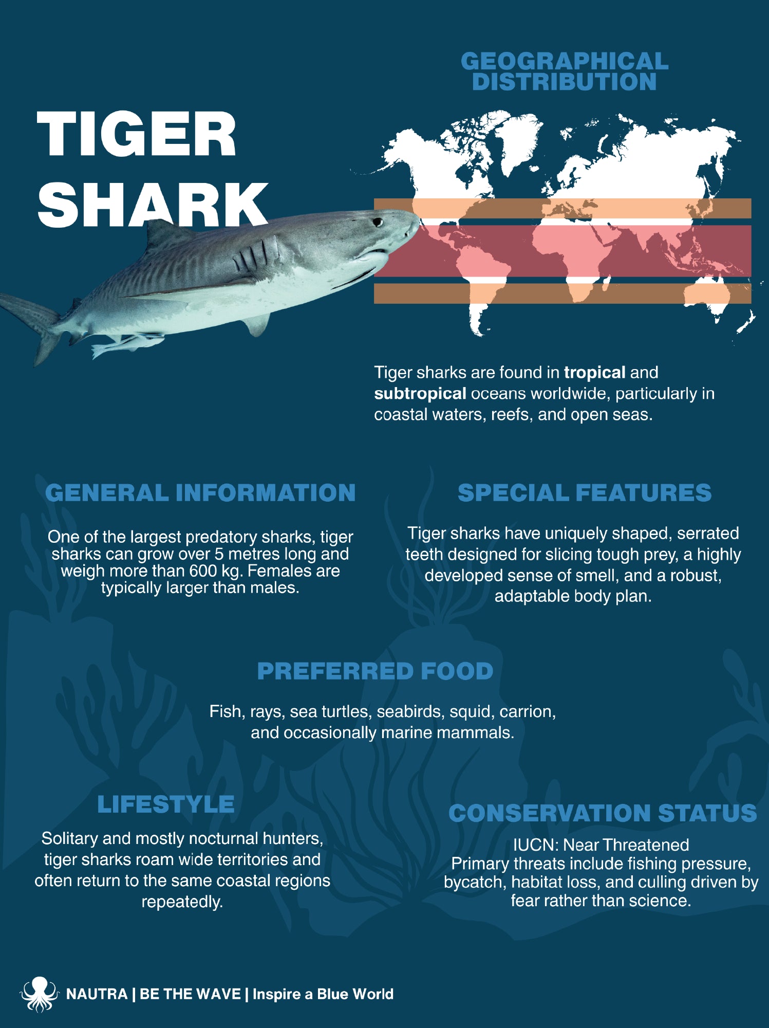 NAUTRA BE THE WAVE Ocean Education platform: species overview infographic of a Tiger Shark. 