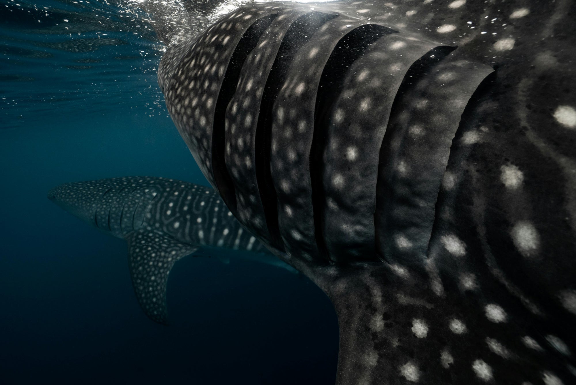 Close-up of a whale shark underwater with visible patterns and texture.