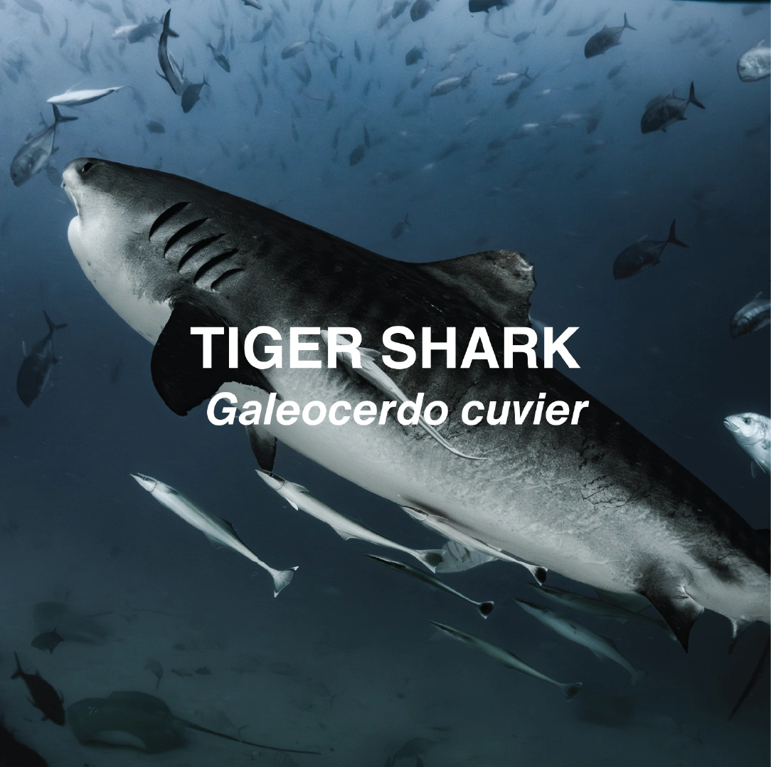 Tiger shark swimming in the ocean with text indicating species name from NAUTRA's Ocean Educator platform - BE THE WAVE.