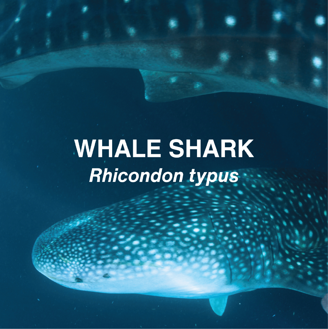 Close up of 2 whale sharks swimming in opposite directions. 