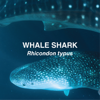 Close up of 2 whale sharks swimming in opposite directions. 