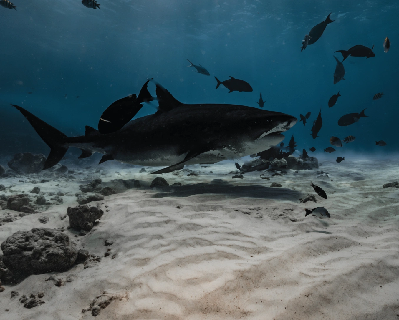 Tiger Shark swimming near a sandy ocean floor with other fish around