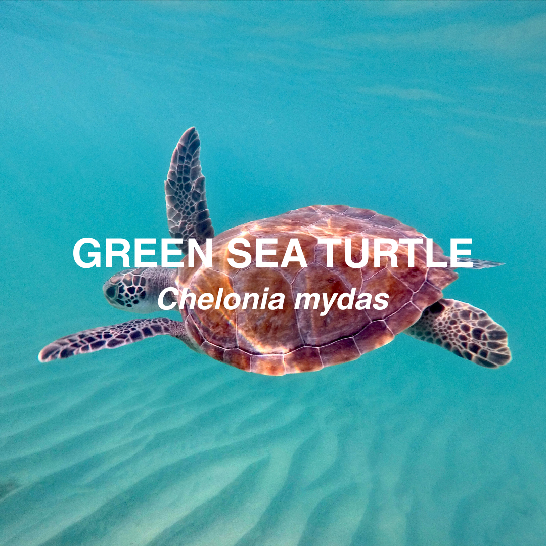 Green sea turtle swimming in clear blue water with text overlay