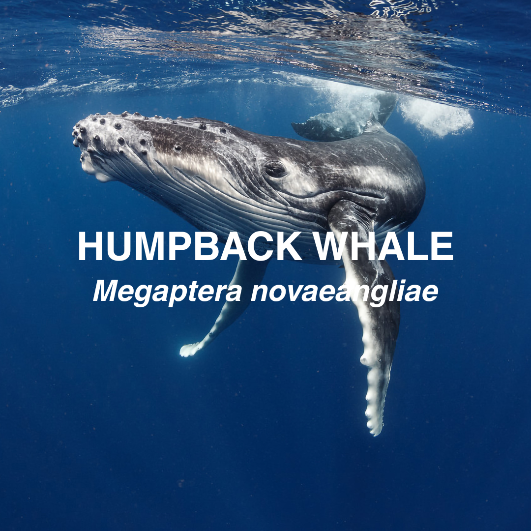 Humpback whale underwater with text identifying the species