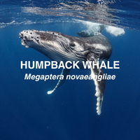 Humpback whale underwater with text identifying the species