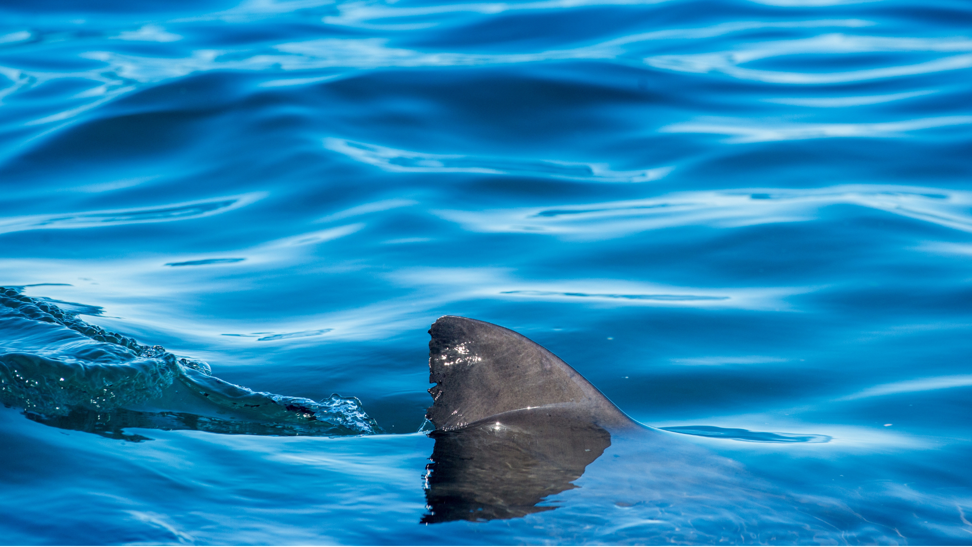 A close-up photograph of a shark fin and part of a shark swimming in bright blue ocean water.