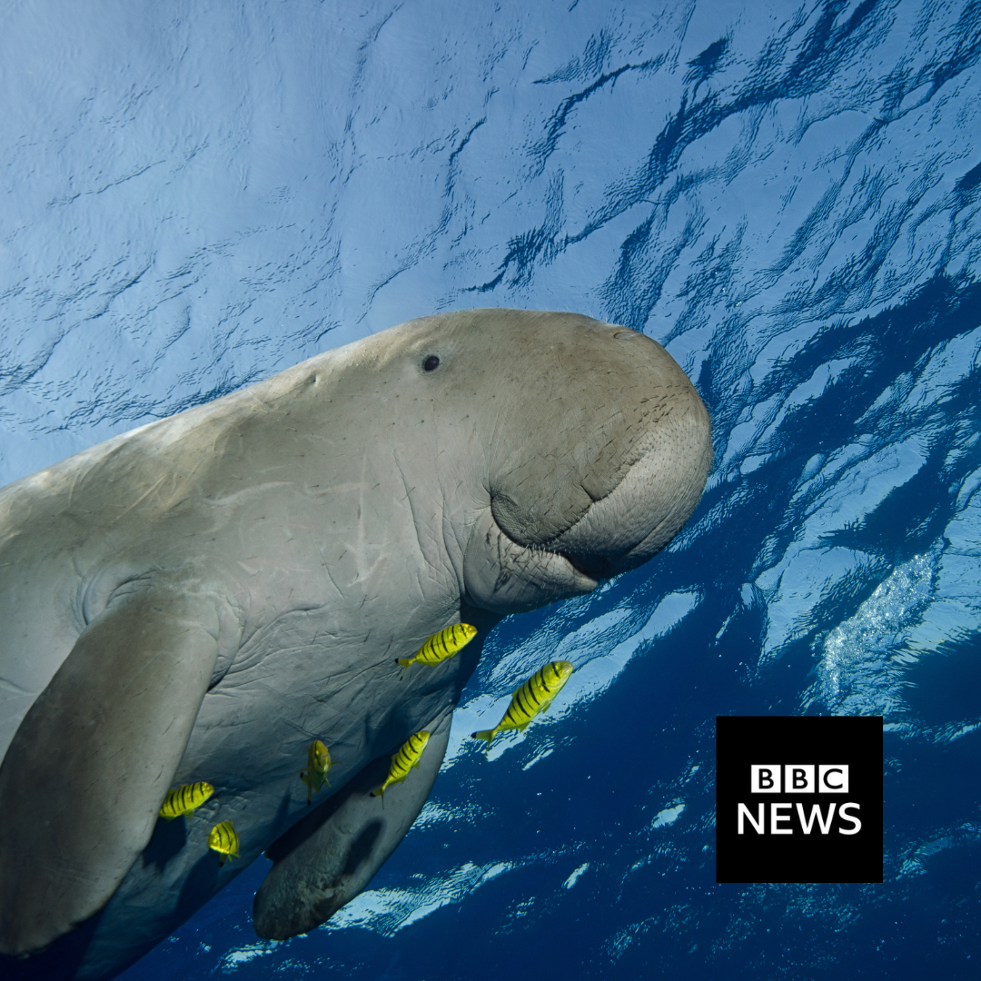 Manatee swimming in the ocean with yellow fish, BBC News logo visible