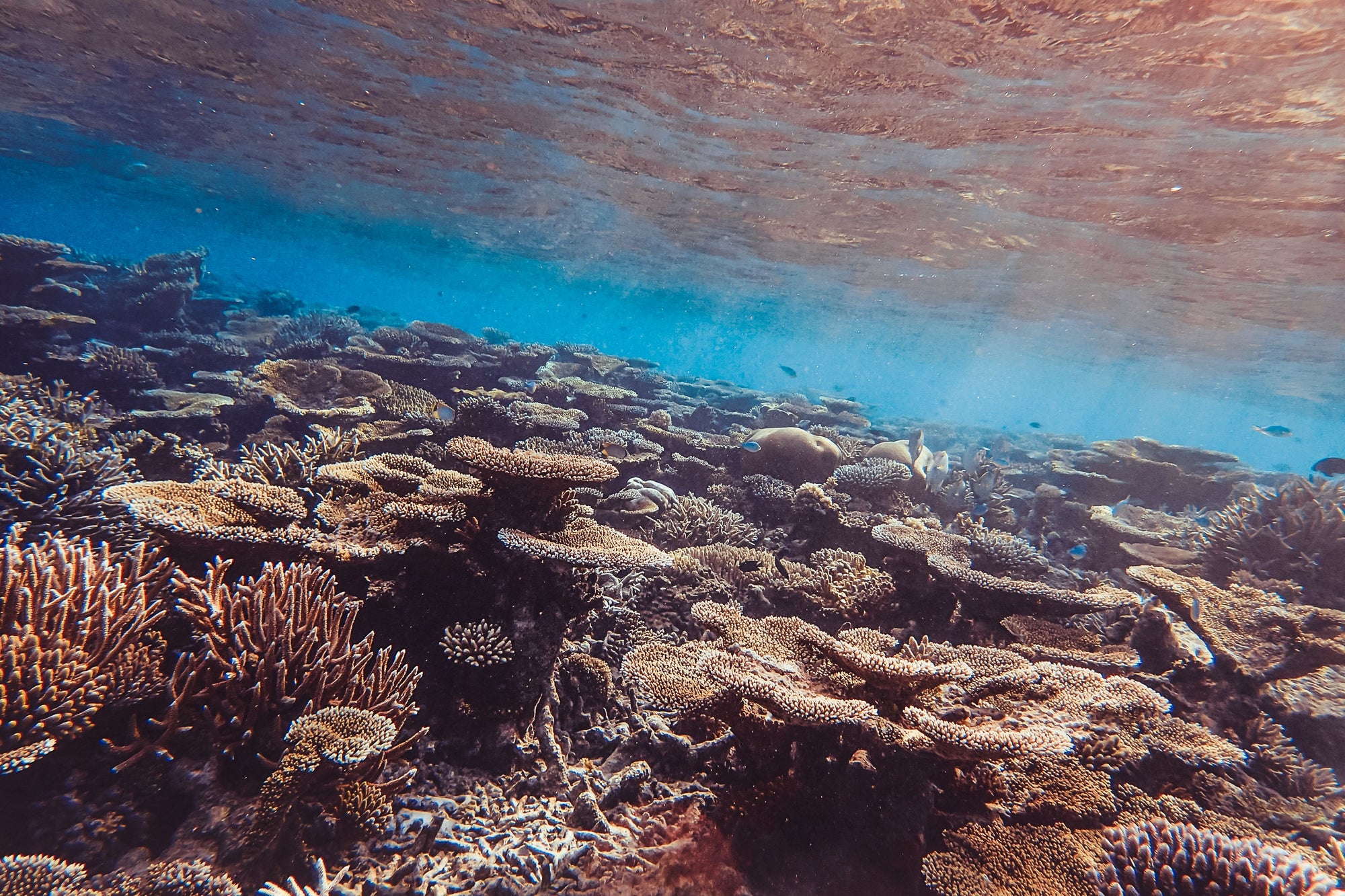 Coral reef with underwater sun rays shinning through.