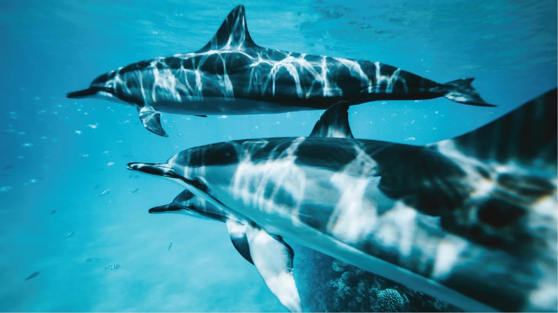 Two dolphins swimming underwater with sunlight filtering through the water.