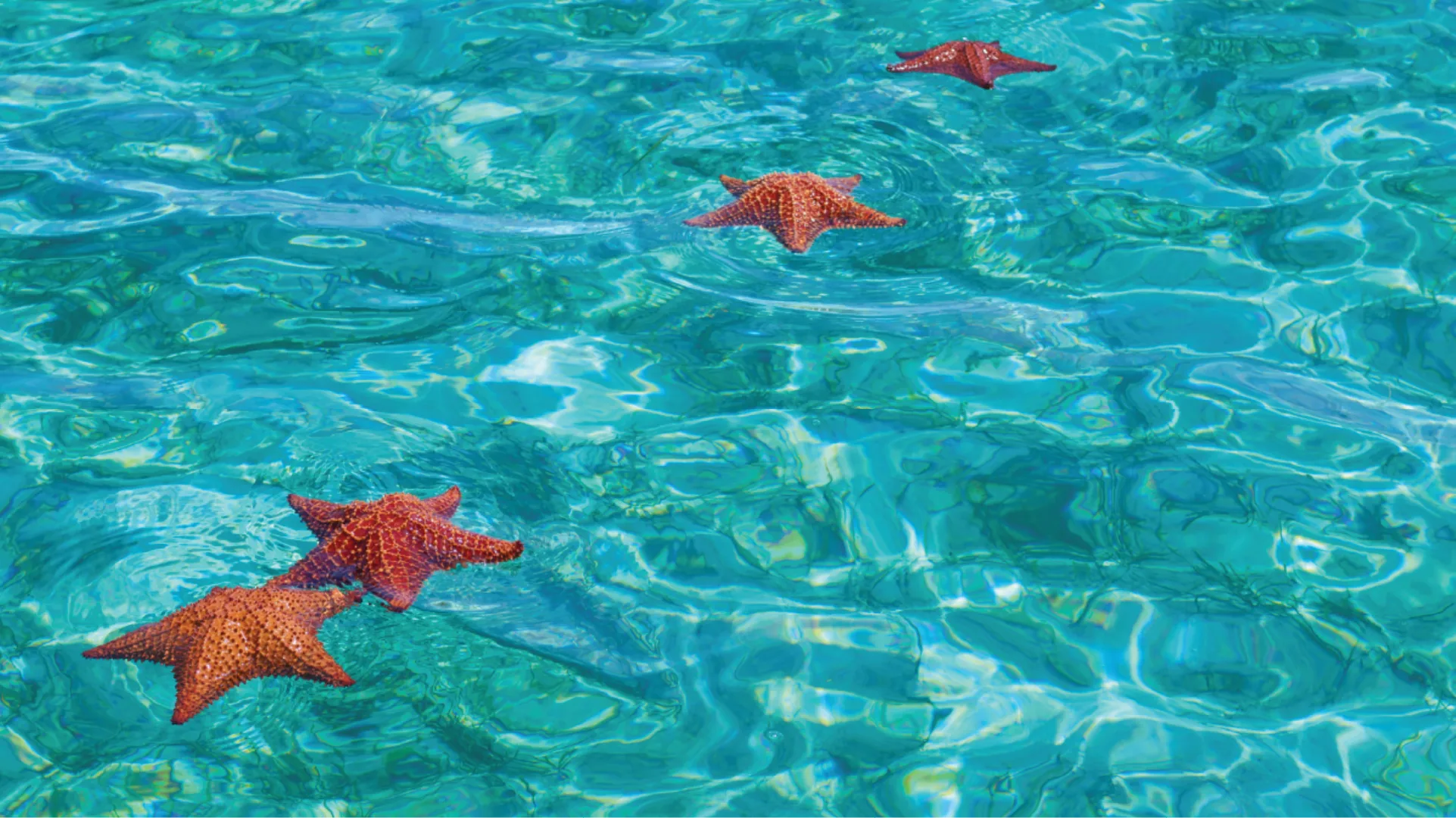 Red starfish floating in clear blue water