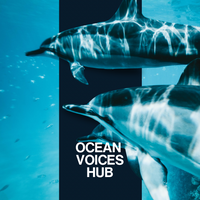 Close up of dolphins underwater with overlay text saying OCEAN VOICES HUB.