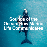 Mother whale and her calf.