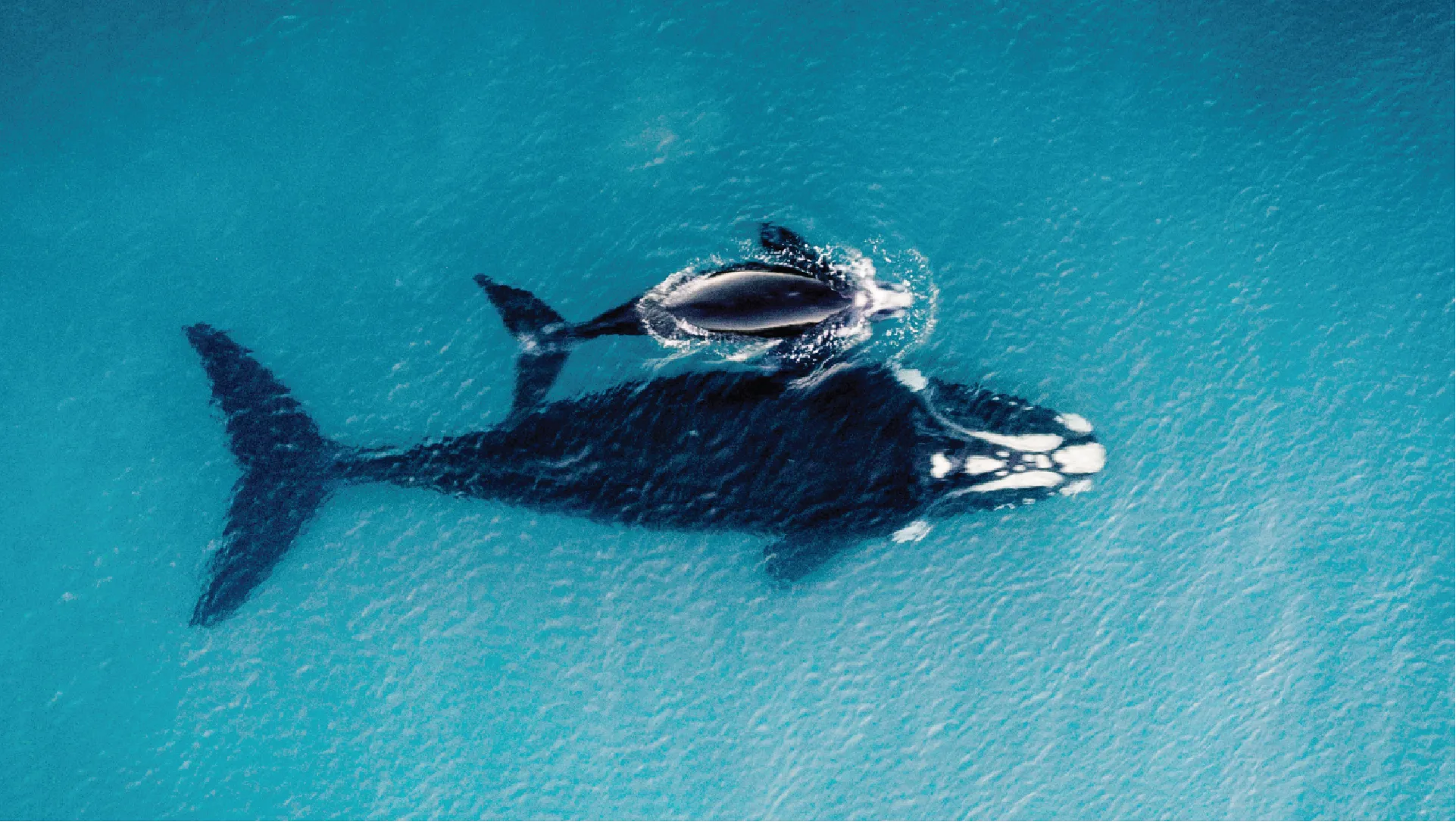 Two whales swimming close to each other in clear blue water
