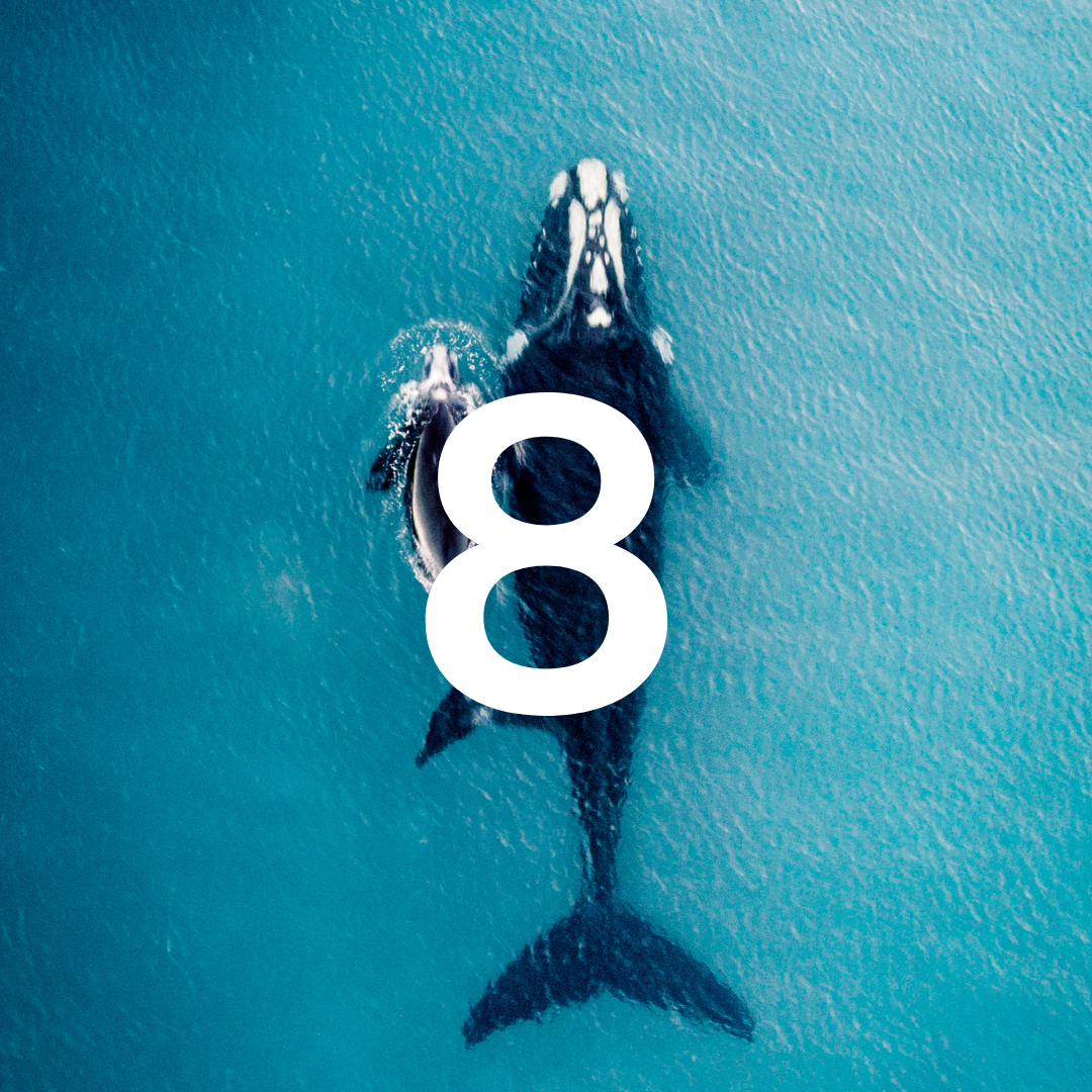 Two dolphins swimming in the ocean with a large number '8' superimposed.