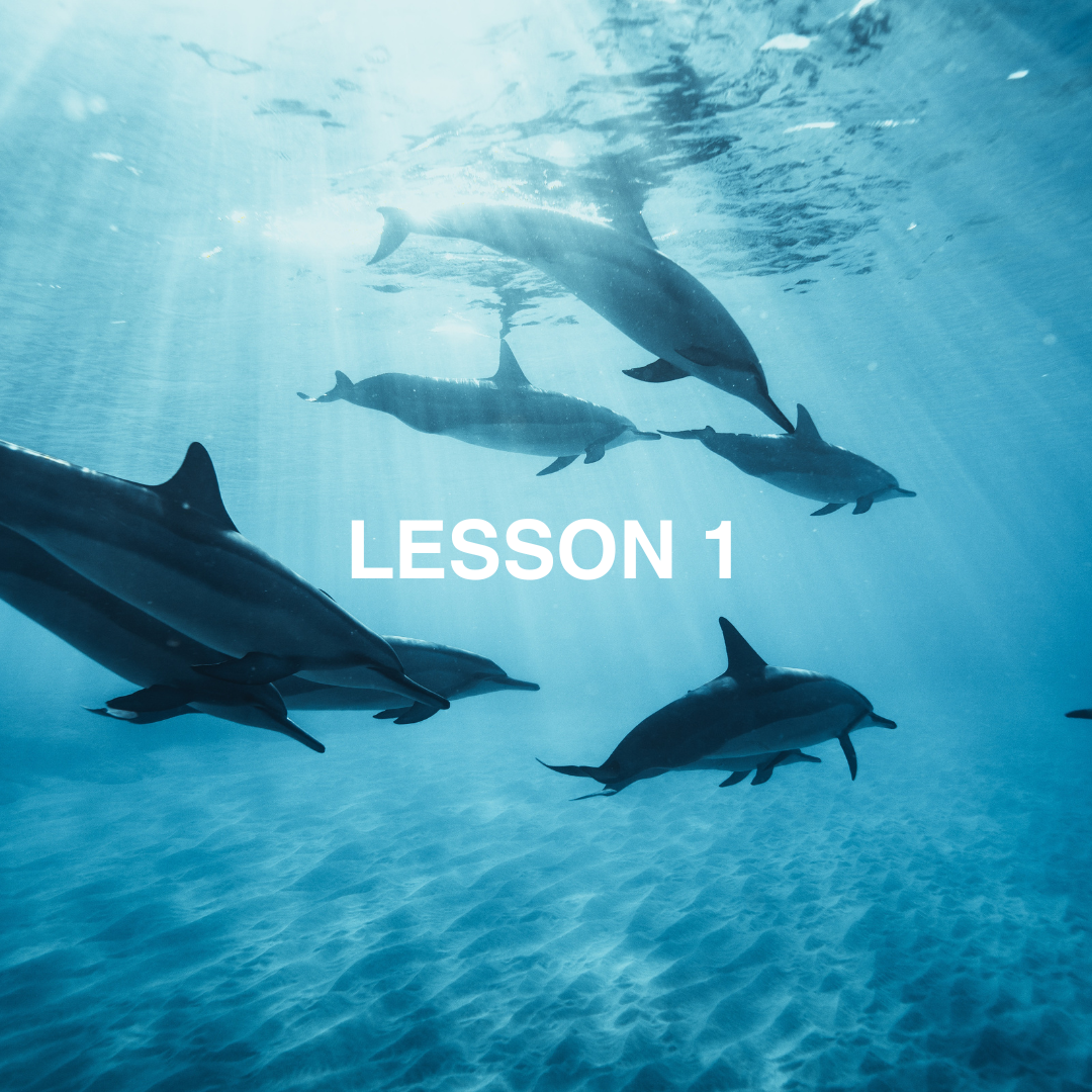 Dolphins swimming underwater with the word 'LESSON 1' displayed.