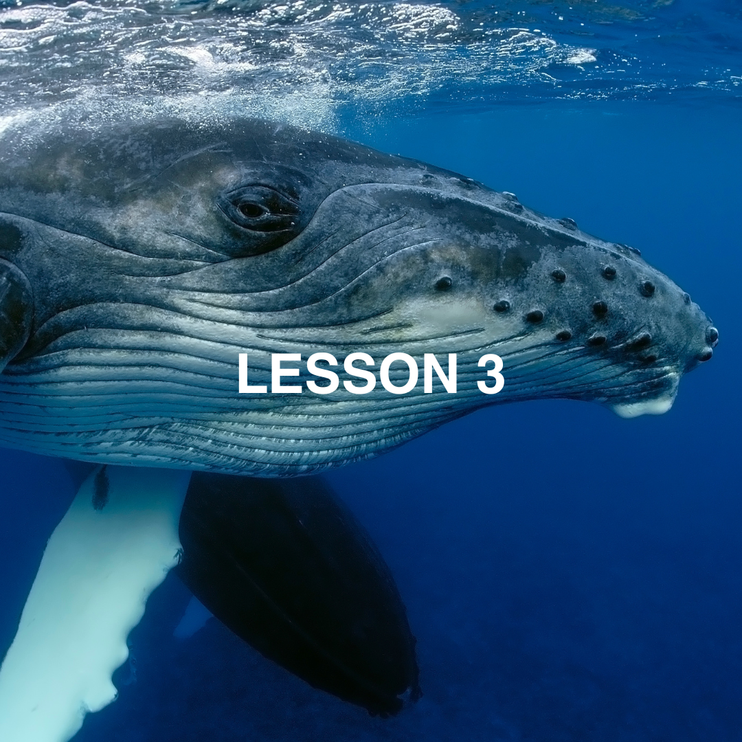 Close-up of a whale's head with 'LESSON 3' text overlay in an underwater setting.