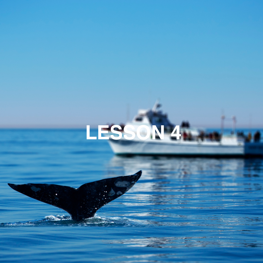 Whale tail in the foreground with a boat in the background on a clear day.
