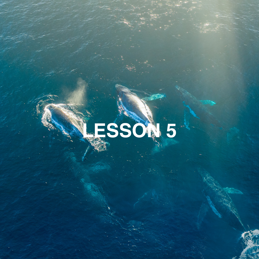 Aerial view of whales in the ocean with the text 'LESSON 5'.