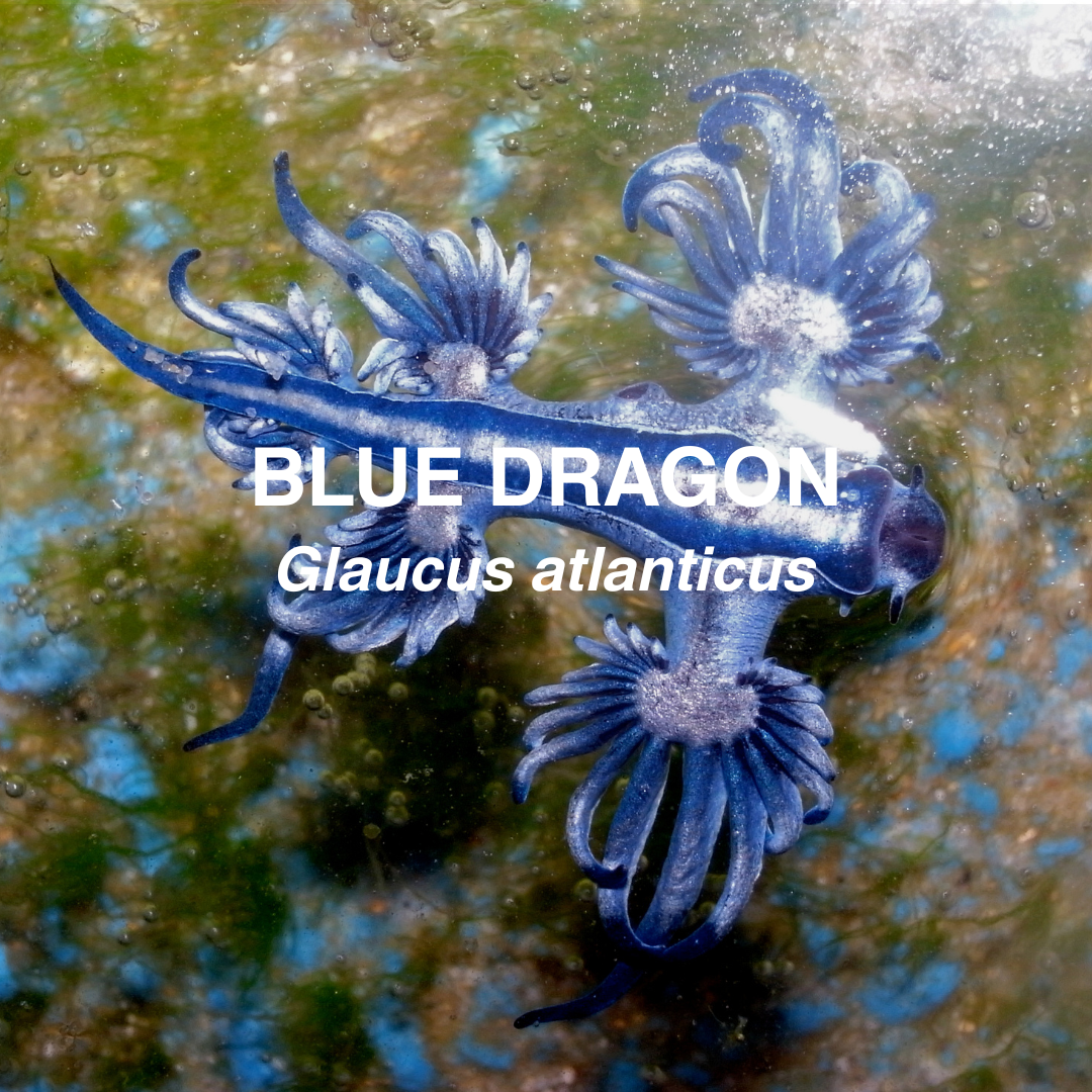Close up pf blue dragon.