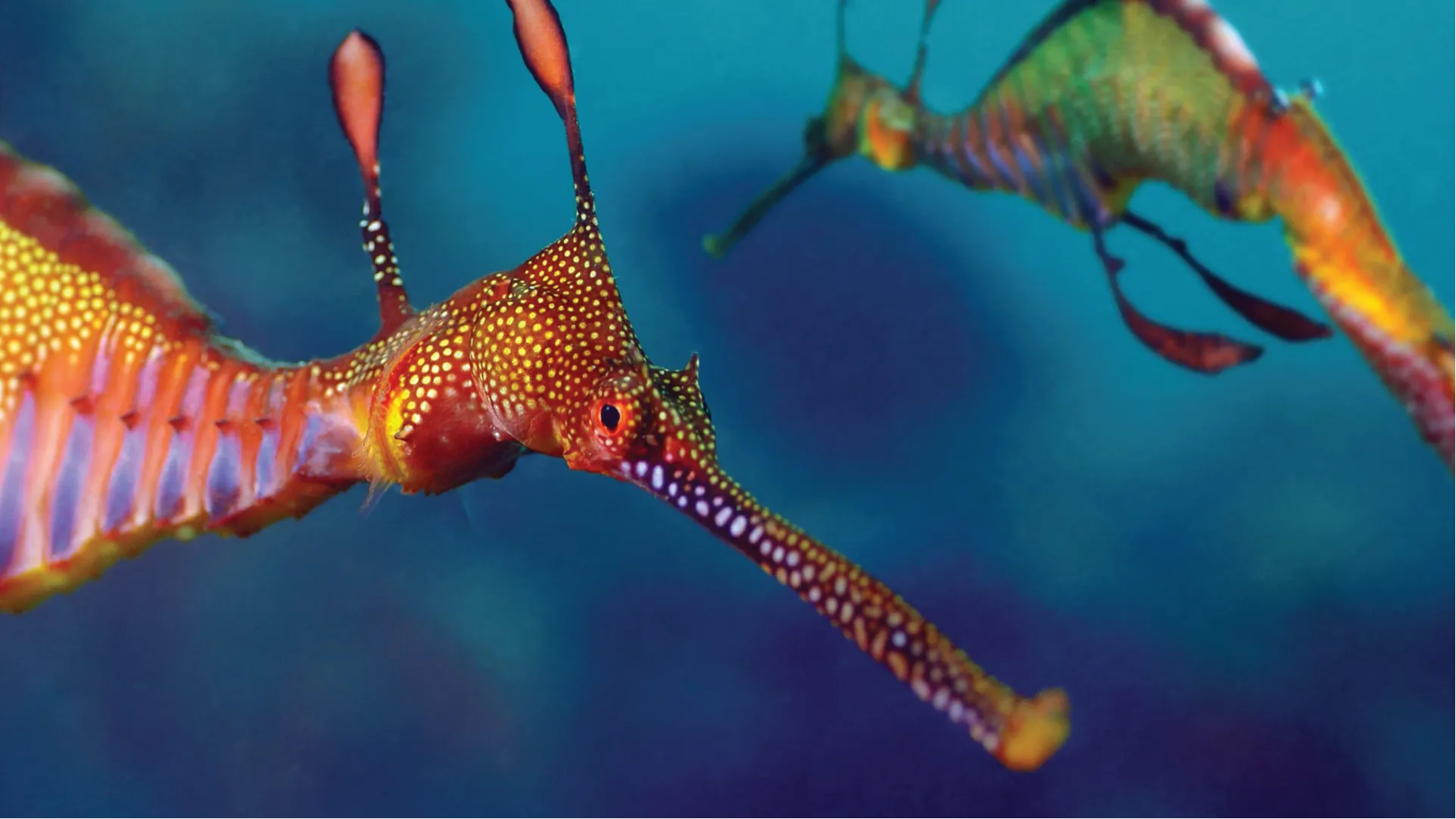 Two colorful sea dragons swimming in clear blue water