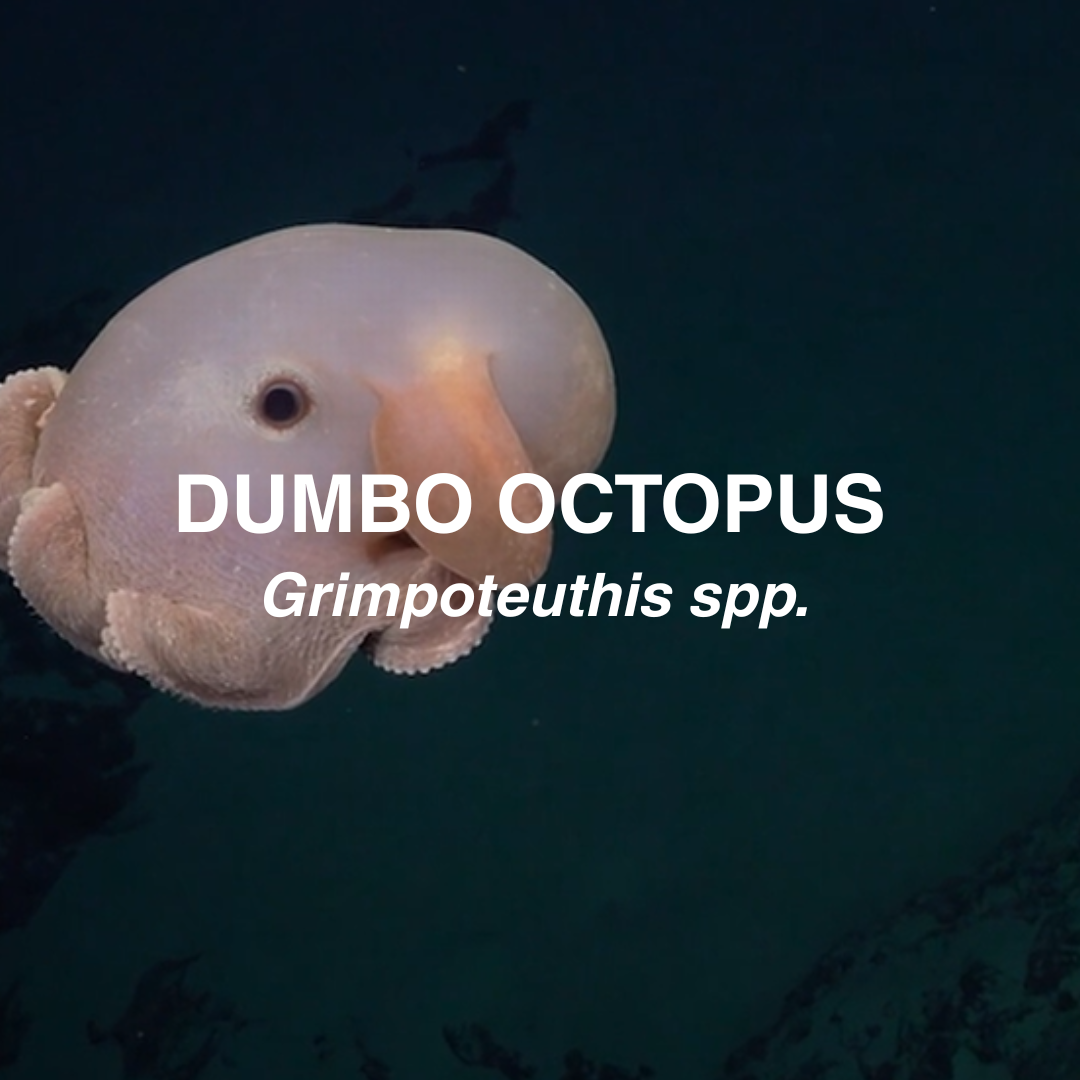 Dumbo octopus with text indicating species name on a dark background