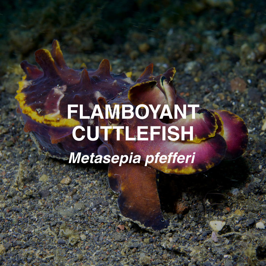 Flamboyant cuttlefish on a dark ocean floor with text overlay